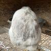 Holland Lop female