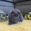2 Month old Pedigreed Holland Lop Buck