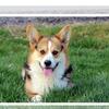 Akc triple clear pembroke male corgi