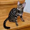 Bengal Kittens 