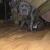 CANE CORSO READY NOW!  male female puppies Minnesota Wisconsin Iowa Illinois mn wi ia il