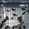Society Finch 