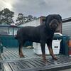 AKC ROTTWEILER STUD