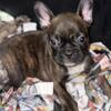 Male French Bulldog pup