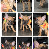 Frenchton,  French Bulldog 