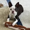 Stolen Boston Terrier