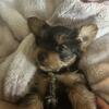 Yorkie pups 
