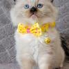 Ragdoll kittens TICA registered 