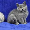 Male British Shorthair Kitten - (Tan)