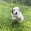 Parti Yorkie Puppies for Sale – AKC Registered