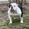 American bully Golden child/Trap bloodline