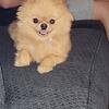 Mini Pomeranian female