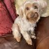 Yorkshire Terrier STUD wanted