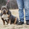 XL bullies