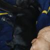 AKC fullblooded Labrador Retriever puppies
