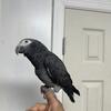 Baby African grey timneh 