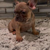 French bulldog puppies 