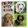 Ckc Long hair Mini dachshunds