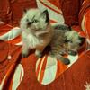 Himalayan kittens