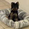 Black and brown yorkie 