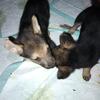 Silver and Black Sable German Shepherd Puppies 