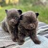 Male AKC Pomeranians Pups