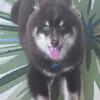 Chocolate Pomsky Dog