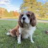 AKC Cavalier King Charles Spaniel Female