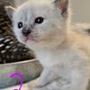 Simease/munchkin kittens