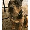 Merle American Bully 