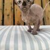 Sphynx $1200