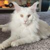Large beautiful white maine coon STUD FOR HIRE
