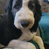 Sheepadoodle 3 Years Old Male