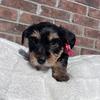 Male parti Yorkie pups