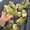 green cheeked conures hand fed