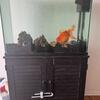 Big 40 Gallon Tank