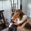 AKC Rough Collie (Lassie) needing forever home!