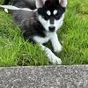 Husky puppy