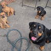 Rottweiler/corso pups for sale