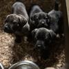 Cane corso puppies