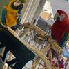 Macaw Couple