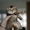 Scottish Fold Golden Shaded Kitten – KAMILA (Female, 3 Months)
