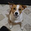 Rehoming jack russel