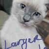 Siamese.Kittens