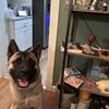 2 year old Akita needs immediate rehoming