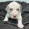 Dalmatian Puppies 4 SALE