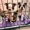 Boston Terrier Puppies