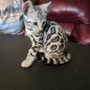 Bengal kitten  beautiful silver female, and 8 month old brown rosetted female.