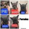 Purebred French Bulldog puppies. 
