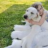 Welcome to Jeremy’s Labradors – Where Happy Labs Begin!